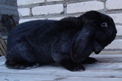 Французский баран, окрас черный