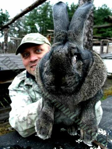 bockar-rabbit-1.jpg