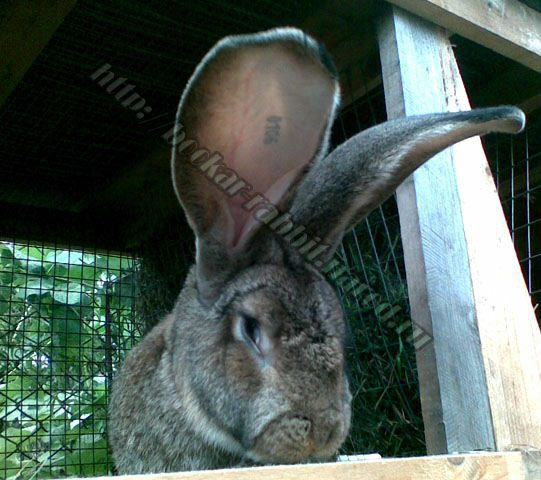 bockar-rabbit-16.jpg