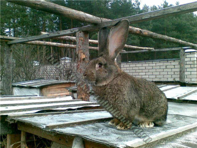bockar-rabbit-23.jpg