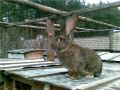 bockar-rabbit-23.jpg