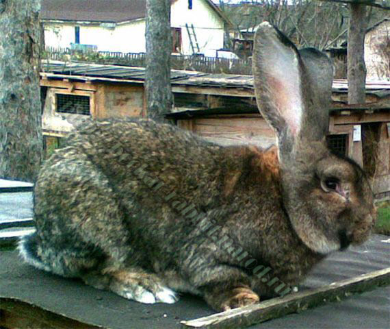 bockar-rabbit-26.jpg