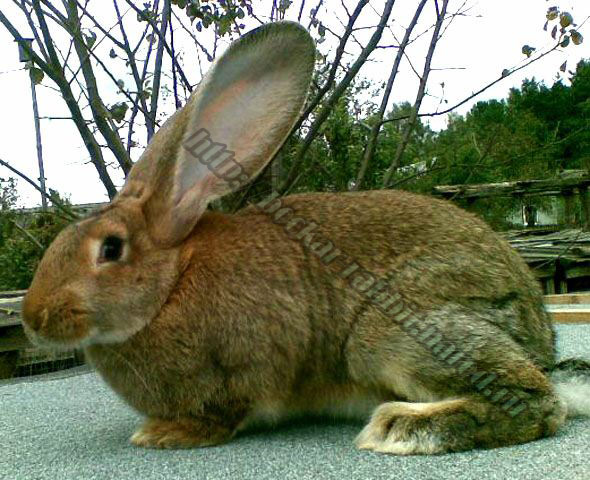 bockar-rabbit-32.jpg