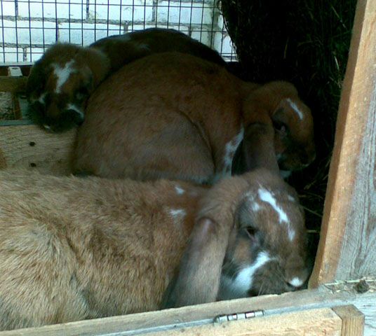 bockar-rabbit-11.jpg
