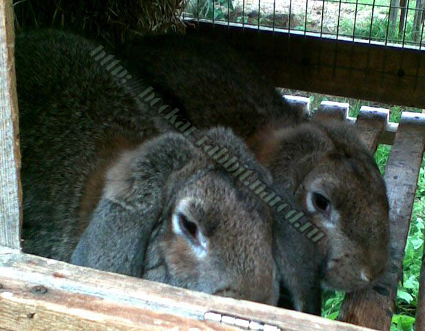 bockar-rabbit-12.jpg
