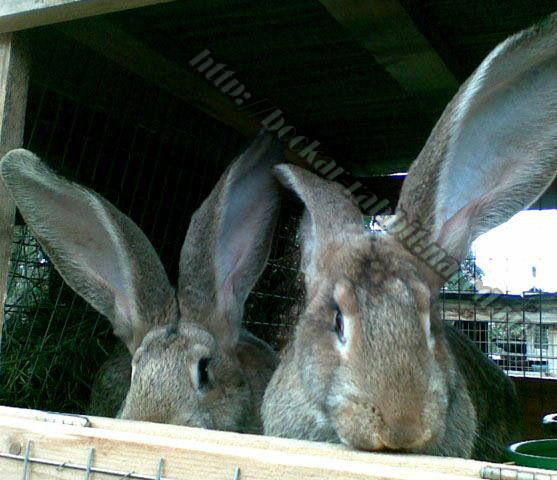 bockar-rabbit-13.jpg