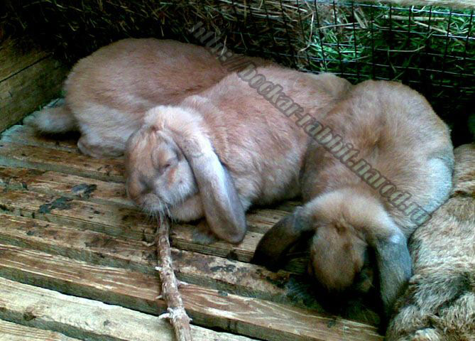bockar-rabbit-14.jpg