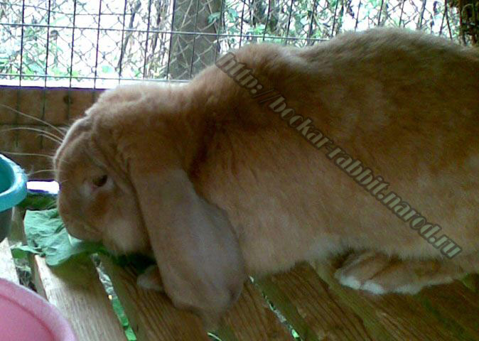 bockar-rabbit-15.jpg
