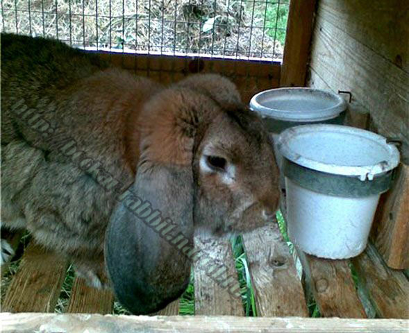 bockar-rabbit-17.jpg