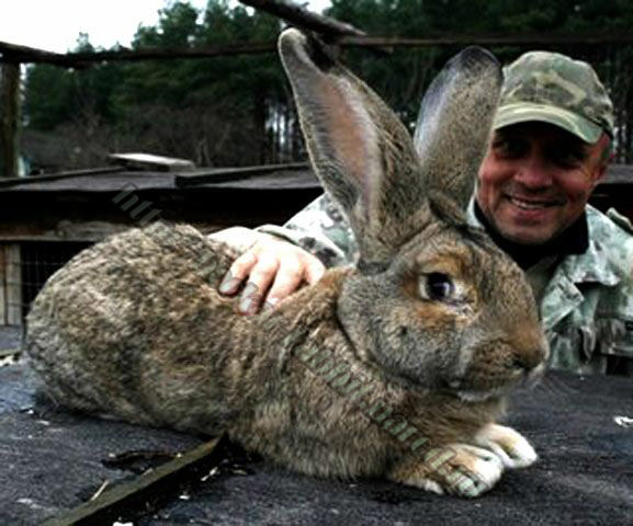 bockar-rabbit-19.jpg
