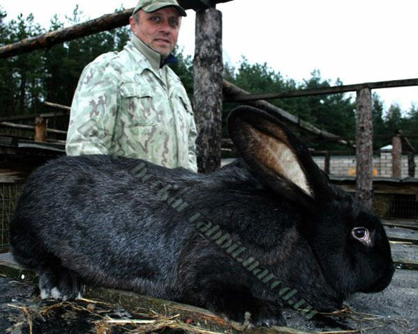 bockar-rabbit-20.jpg