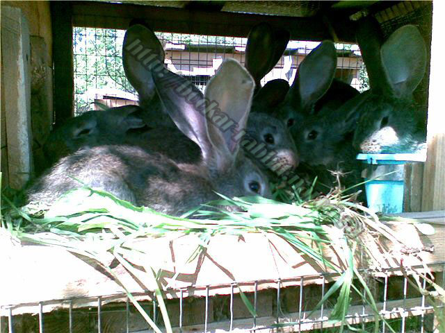 bockar-rabbit-22.jpg
