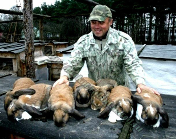 bockar-rabbit-3.jpg