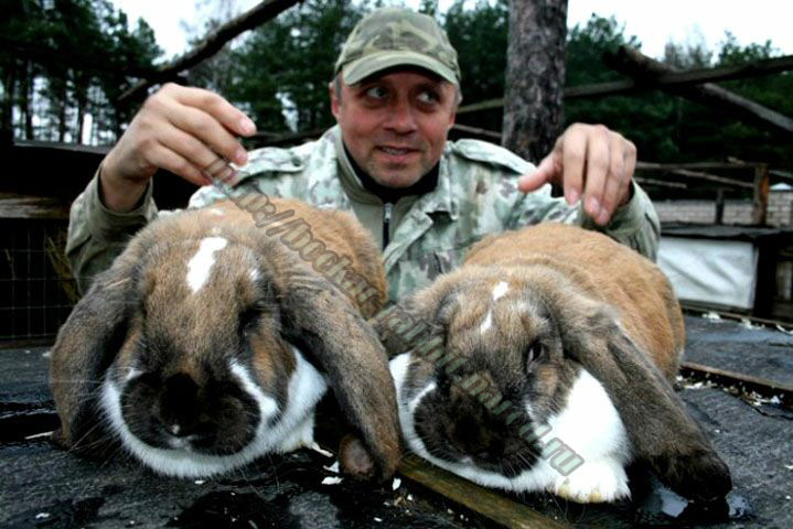 bockar-rabbit-30.jpg