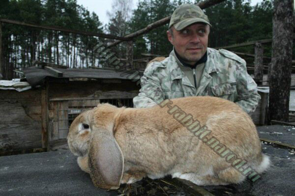 bockar-rabbit-35.jpg