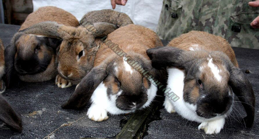 bockar-rabbit-4.jpg