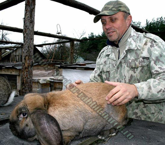 bockar-rabbit-5.jpg