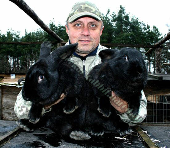 bockar-rabbit-9.jpg